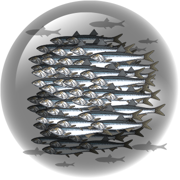 About 100 anchovy