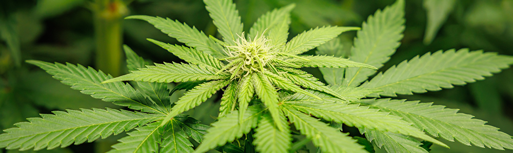 Hemp